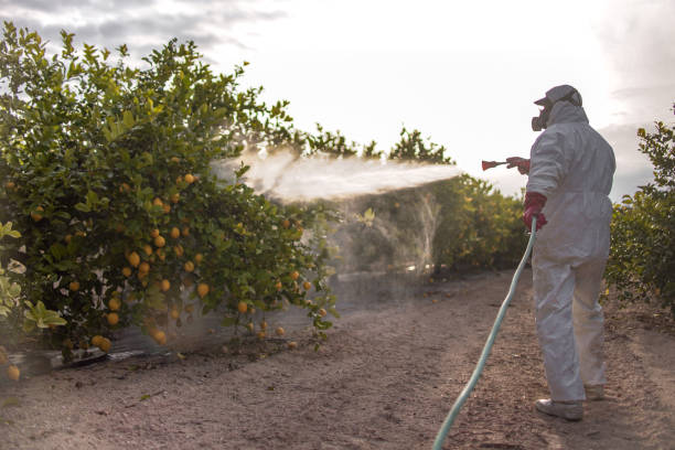 Best Termite Control Services  in North Key Largo, FL