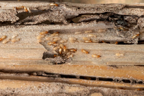 Spider Control Near Me in North Key Largo, FL